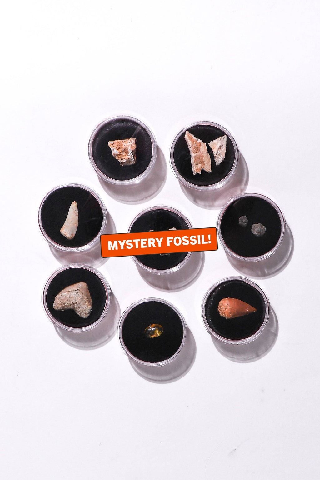 Stemcell Science - Fossil Blind Bag