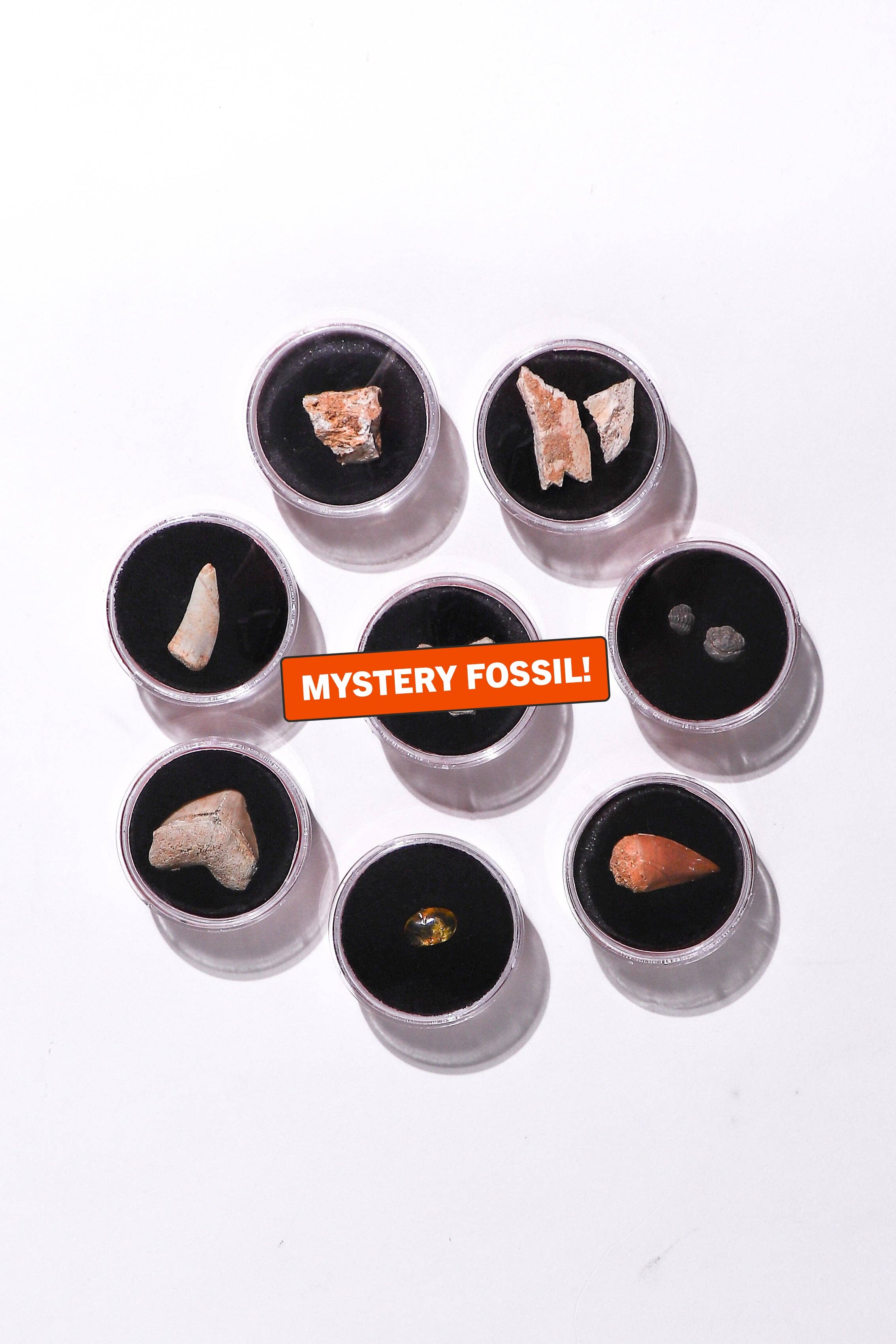 Stemcell Science - Fossil Blind Bag