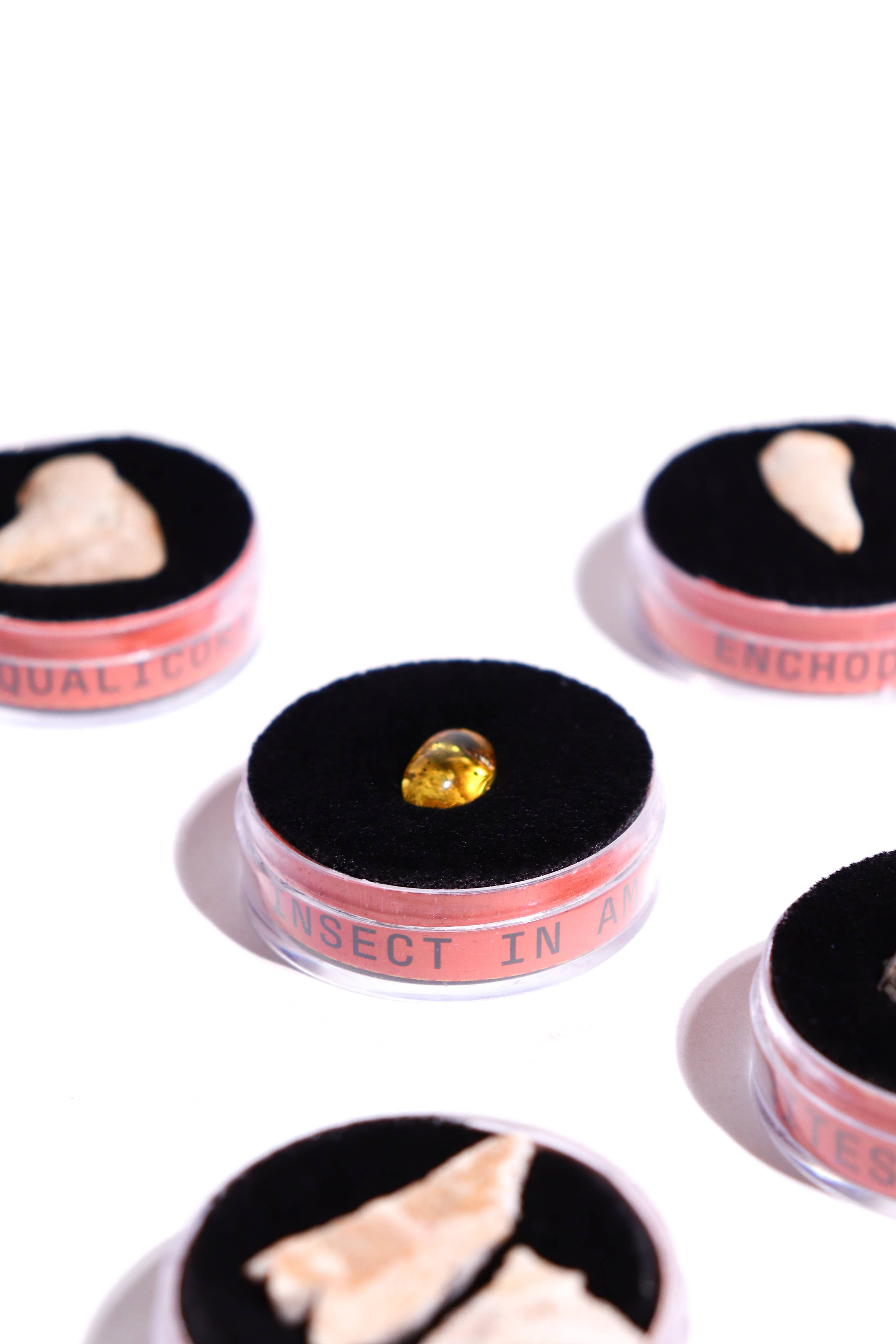 Stemcell Science - Fossil Blind Bag