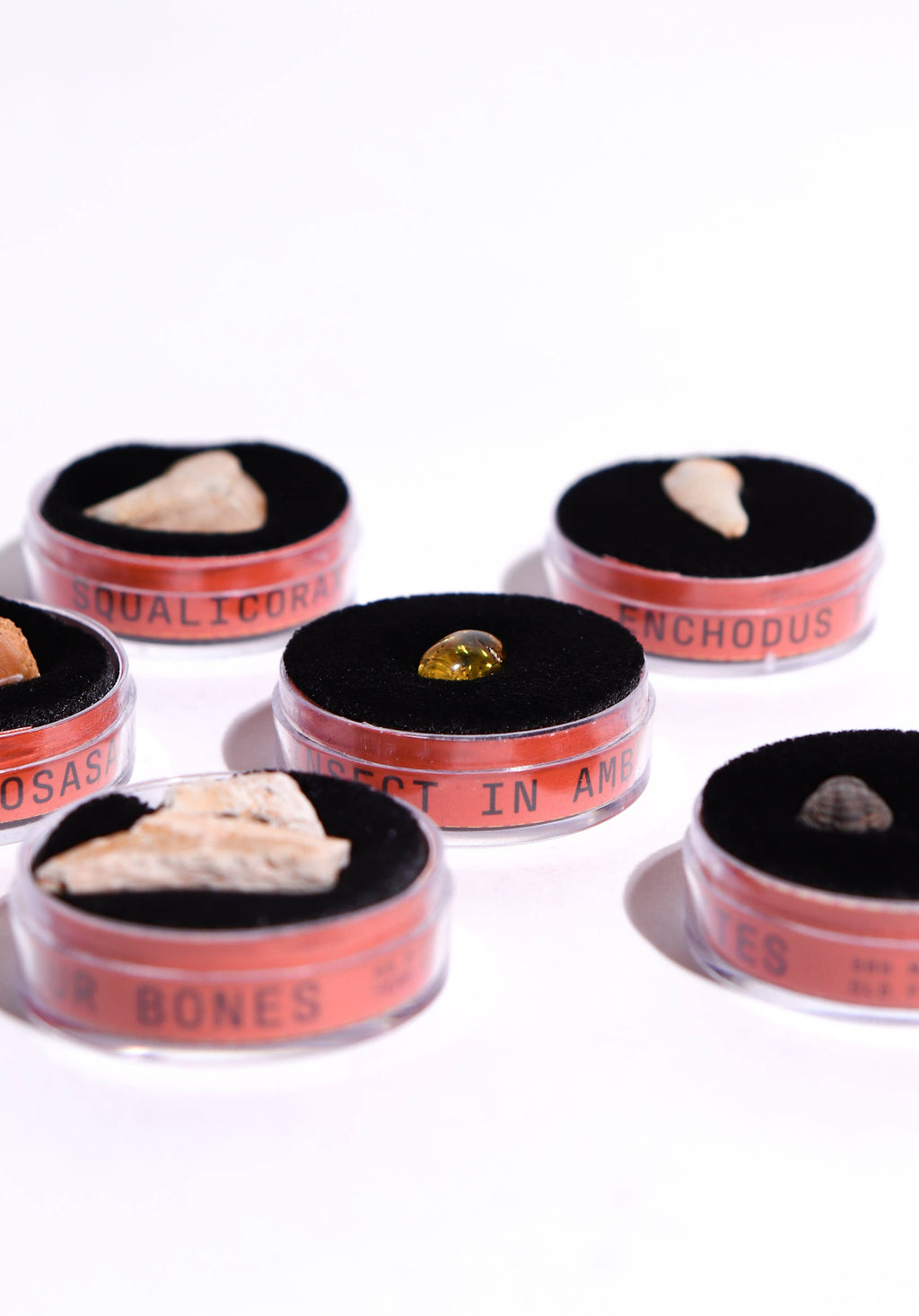 Stemcell Science - Fossil Blind Bag