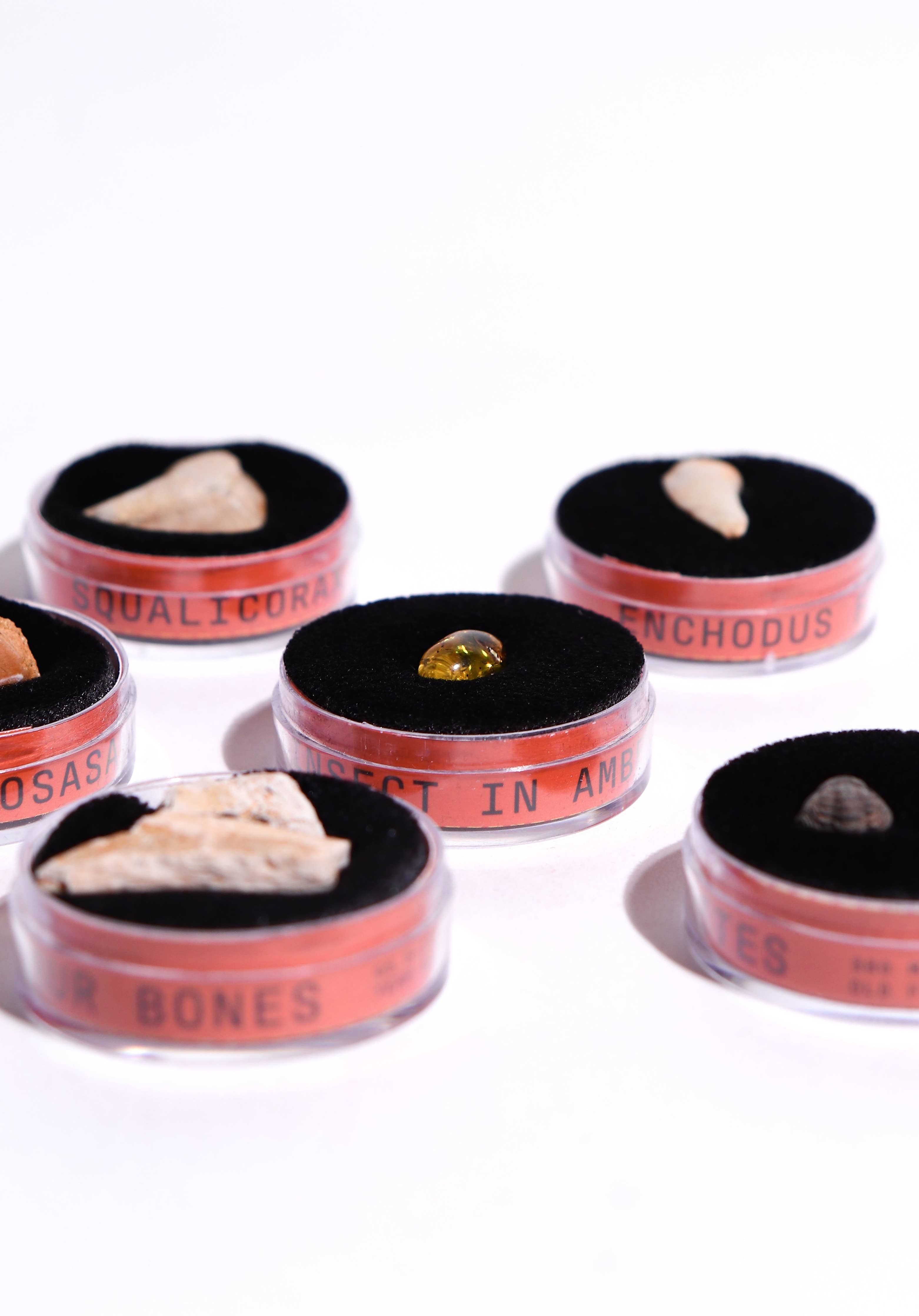 Stemcell Science - Fossil Blind Bag