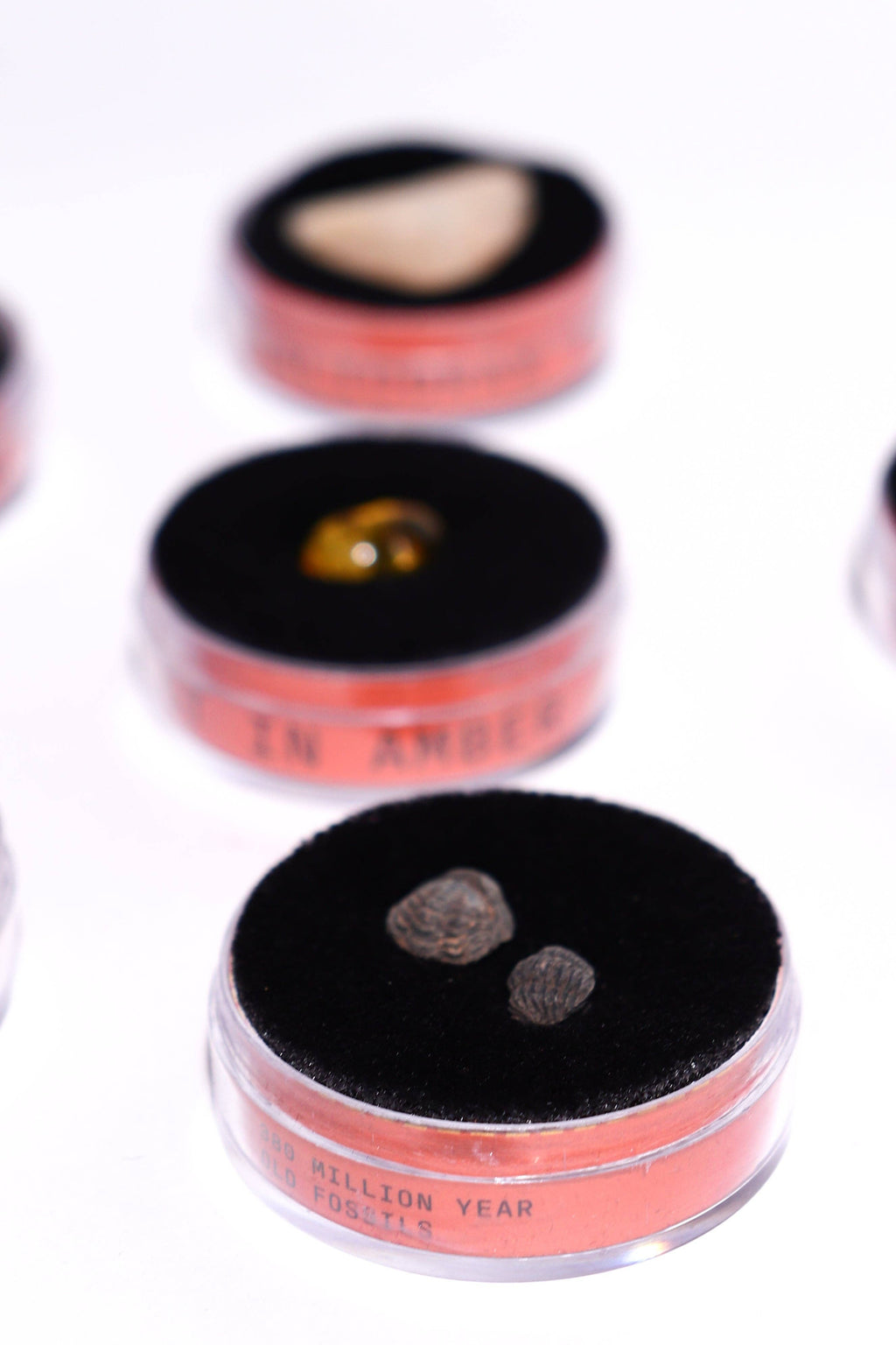 Stemcell Science - Fossil Blind Bag