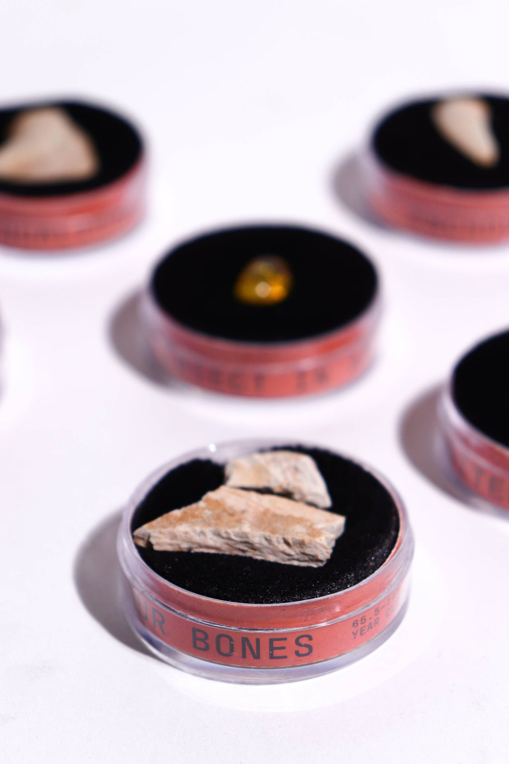 Stemcell Science - Fossil Blind Bag