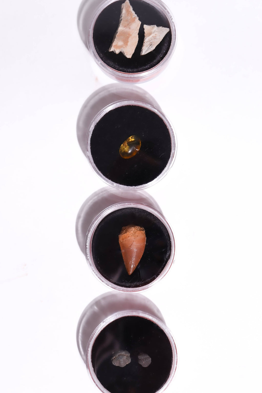Stemcell Science - Fossil Blind Bag