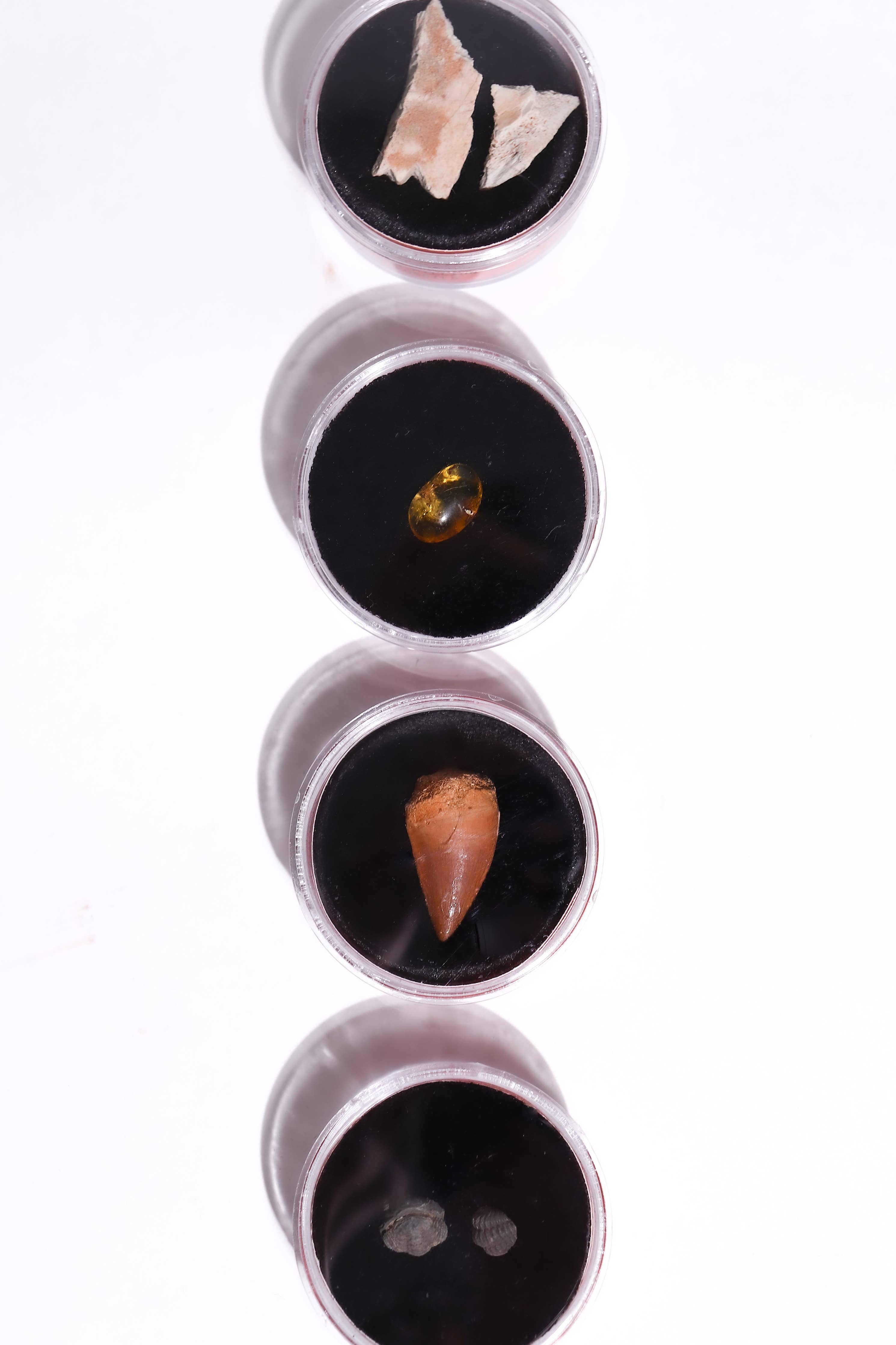 Stemcell Science - Fossil Blind Bag