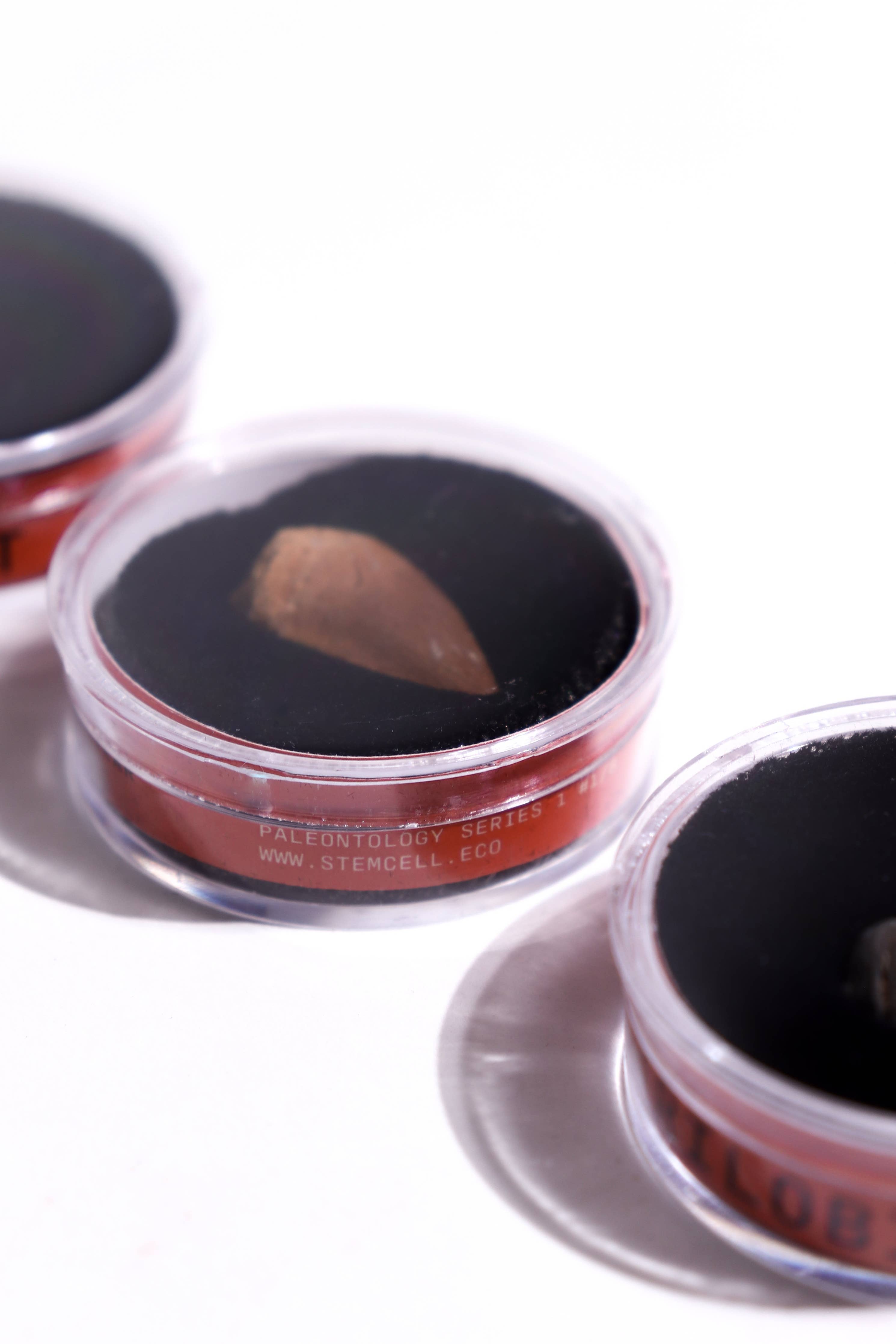 Stemcell Science - Fossil Blind Bag