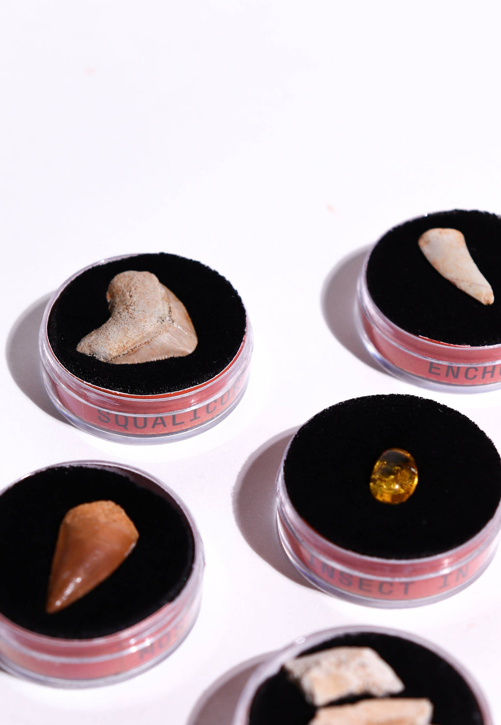 Stemcell Science - Fossil Blind Bag