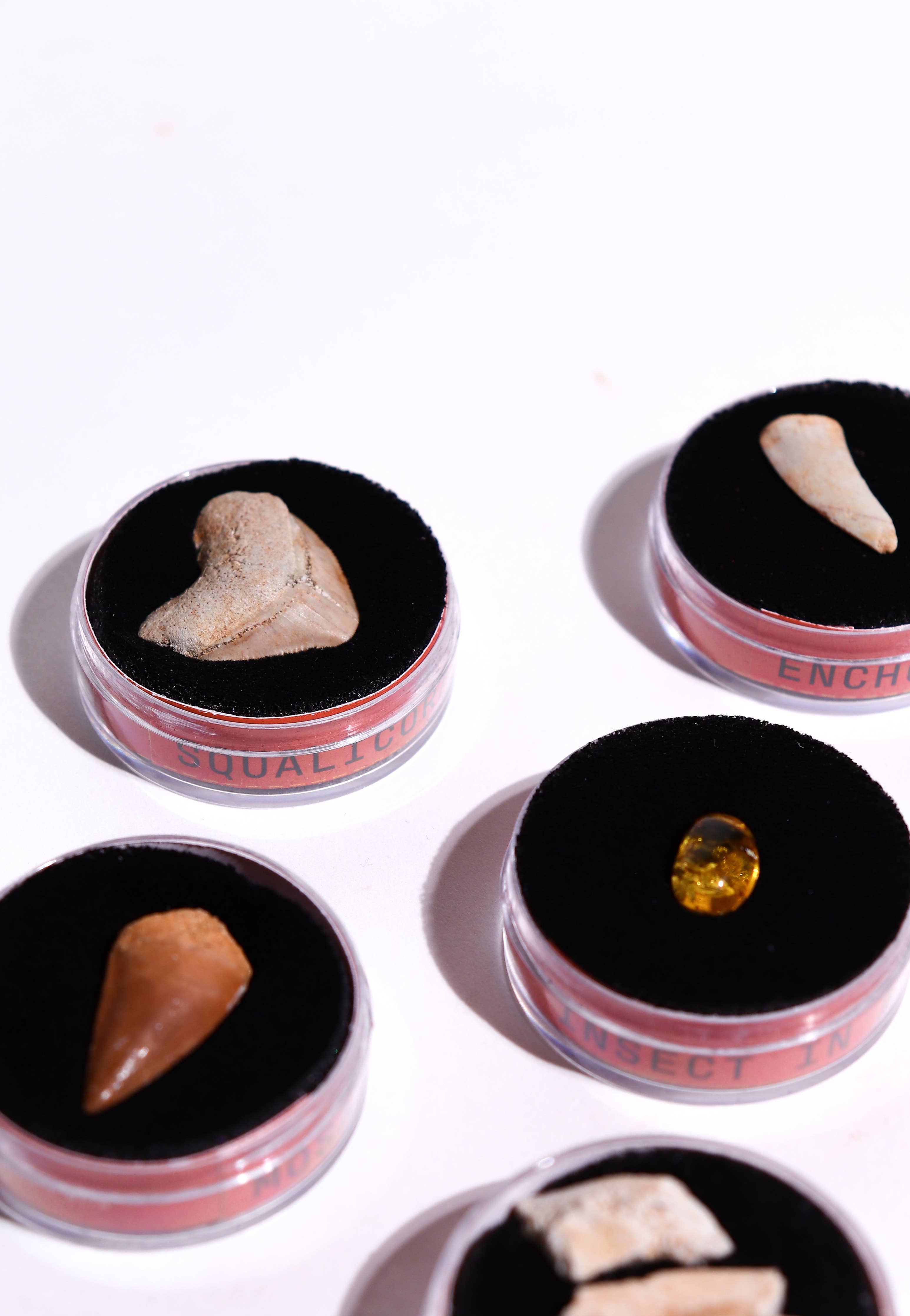 Stemcell Science - Fossil Blind Bag